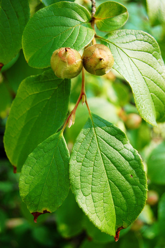Stewartia Pseudocamellia - View 32 from www redcrocus com