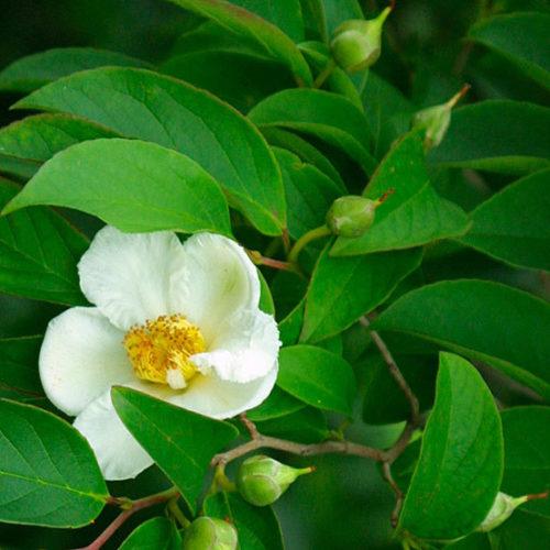 Stewartia Pseudocamellia - View 13 from www redcrocus com