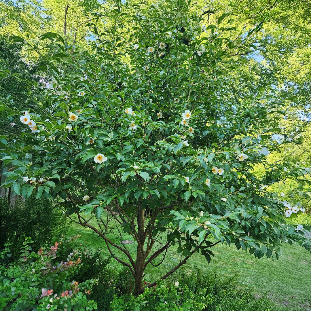 Stewartia Pseudocamellia - View 14 from www redcrocus com