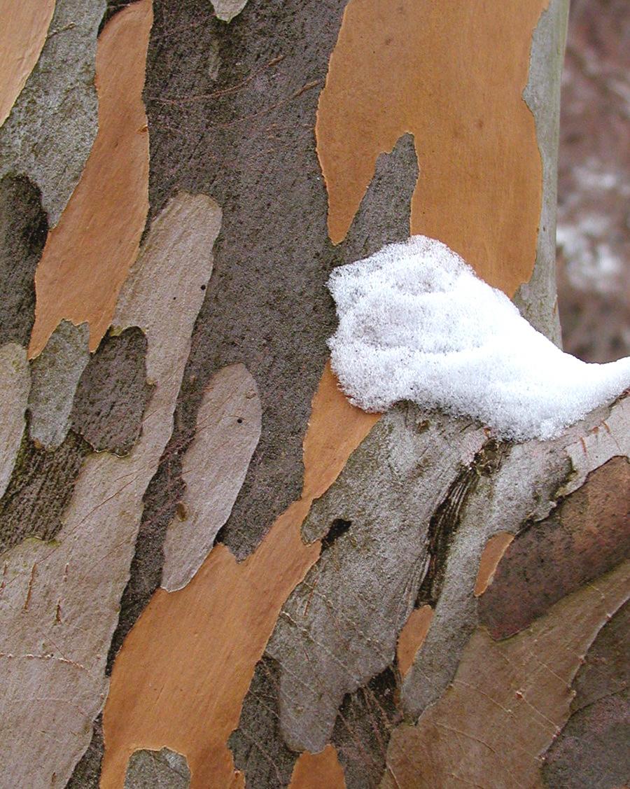Stewartia Pseudocamellia - View 17 from www redcrocus com