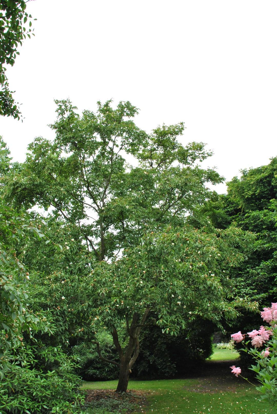 Stewartia Pseudocamellia - View 9 from www redcrocus com