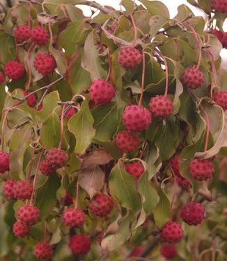 Cornus Kousa 'greensleeves' Single Stem - View 10 from www redcrocus com
