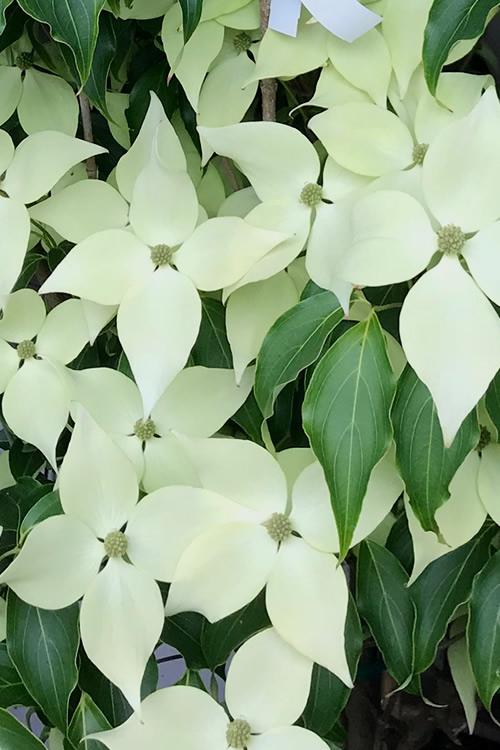 Cornus Kousa 'greensleeves' Single Stem - View 12 from www redcrocus com