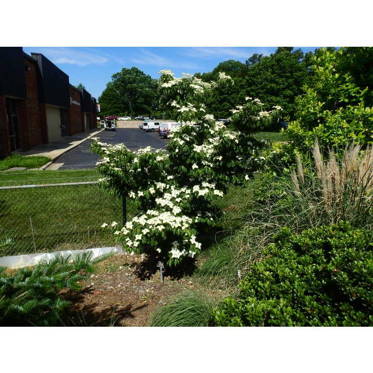 Cornus Kousa 'greensleeves' Single Stem - View 13 from www redcrocus com