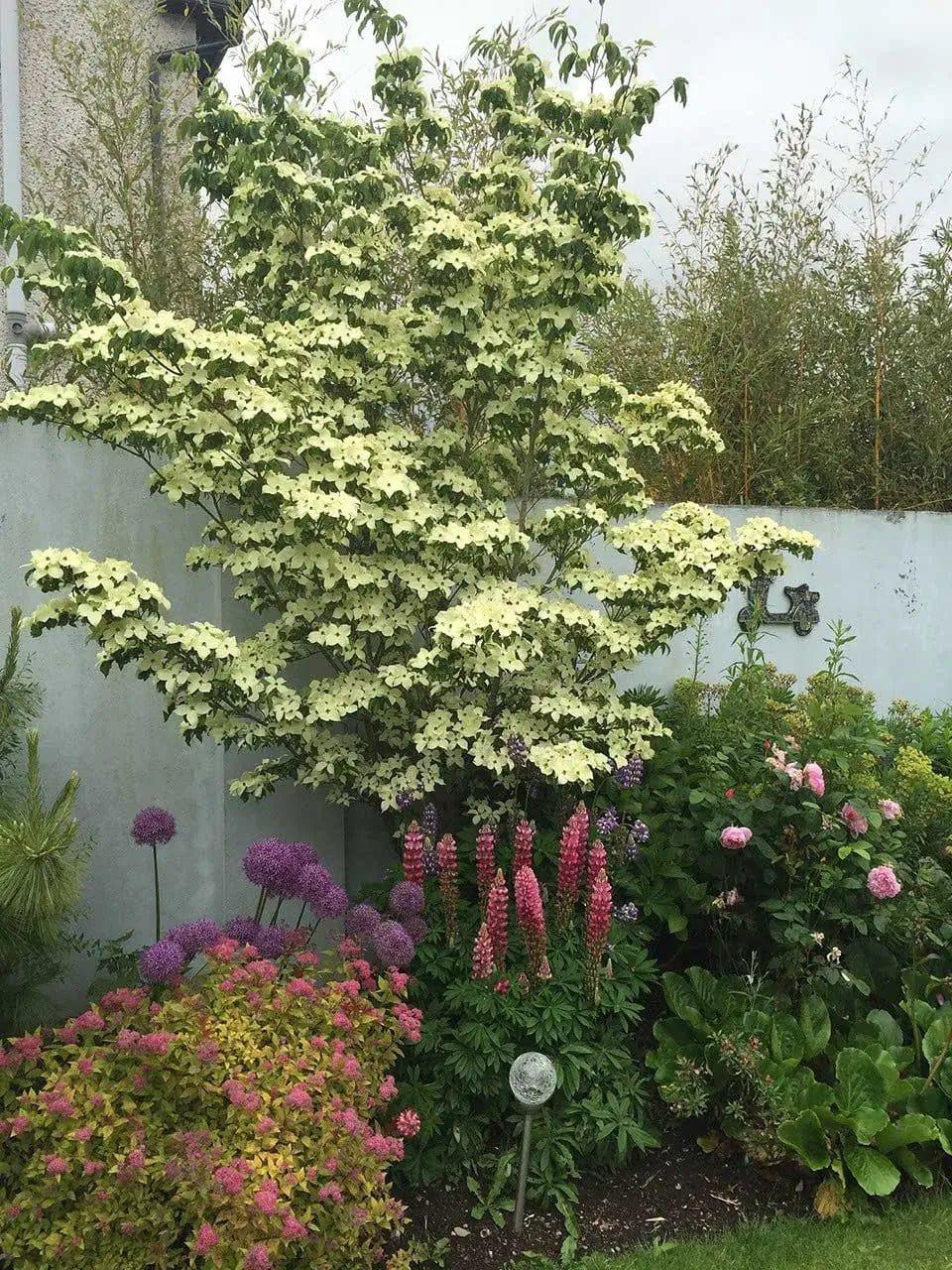 Cornus Kousa 'greensleeves' Single Stem - View 14 from www redcrocus com