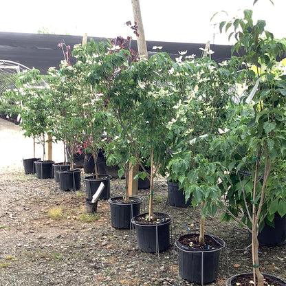 Cornus Kousa 'greensleeves' Single Stem - View 15 from www redcrocus com