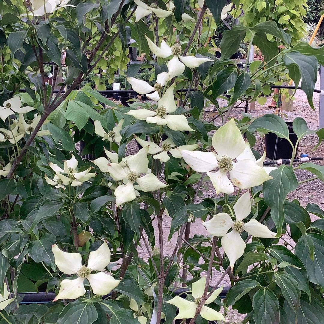 Cornus Kousa 'greensleeves' Single Stem - View 16 from www redcrocus com