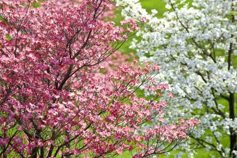 Cornus Kousa 'greensleeves' Single Stem - View 18 from www redcrocus com