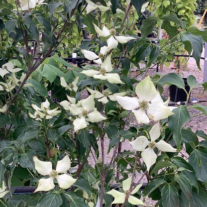 Cornus Kousa 'greensleeves' Single Stem - View 20 from www redcrocus com