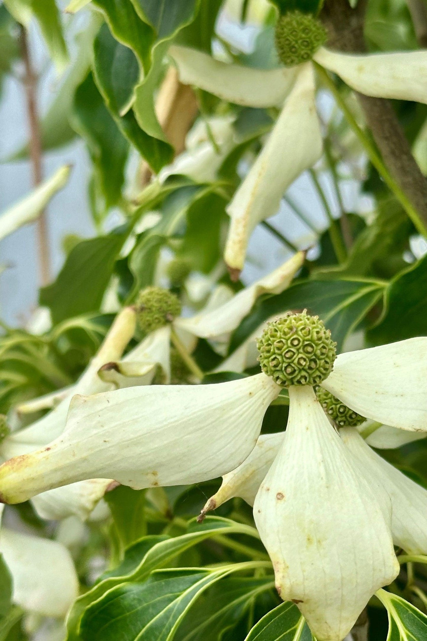 Cornus Kousa 'greensleeves' Single Stem - View 21 from www redcrocus com