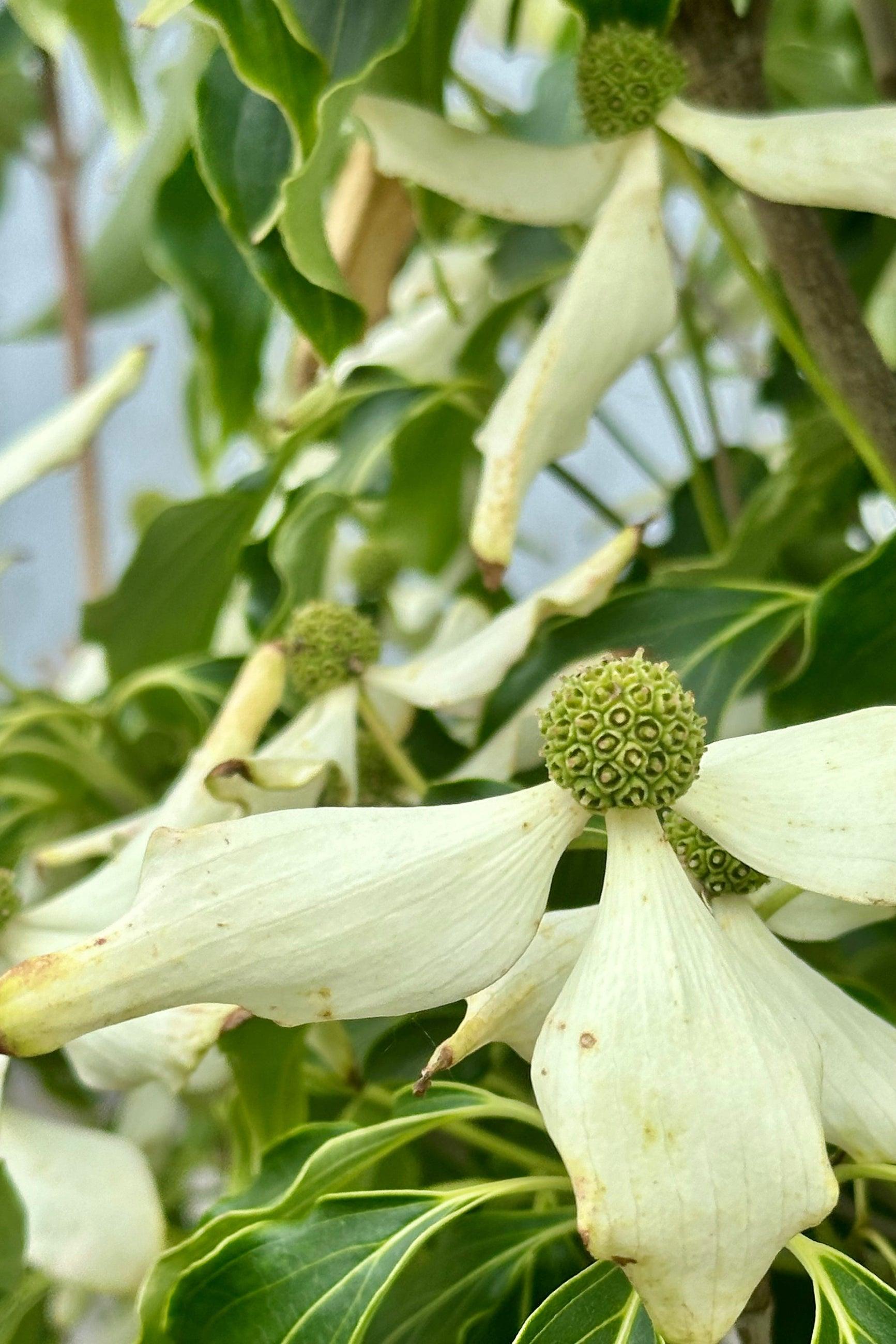 Cornus Kousa 'greensleeves' Single Stem - View 21 from www redcrocus com