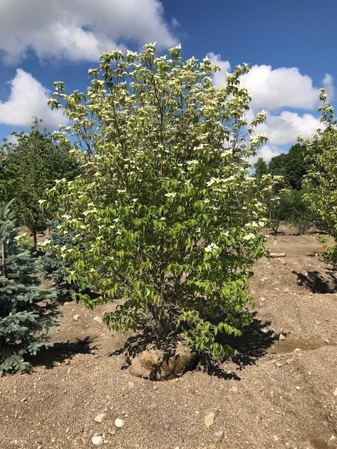 Cornus Kousa 'greensleeves' Single Stem - View 22 from www redcrocus com