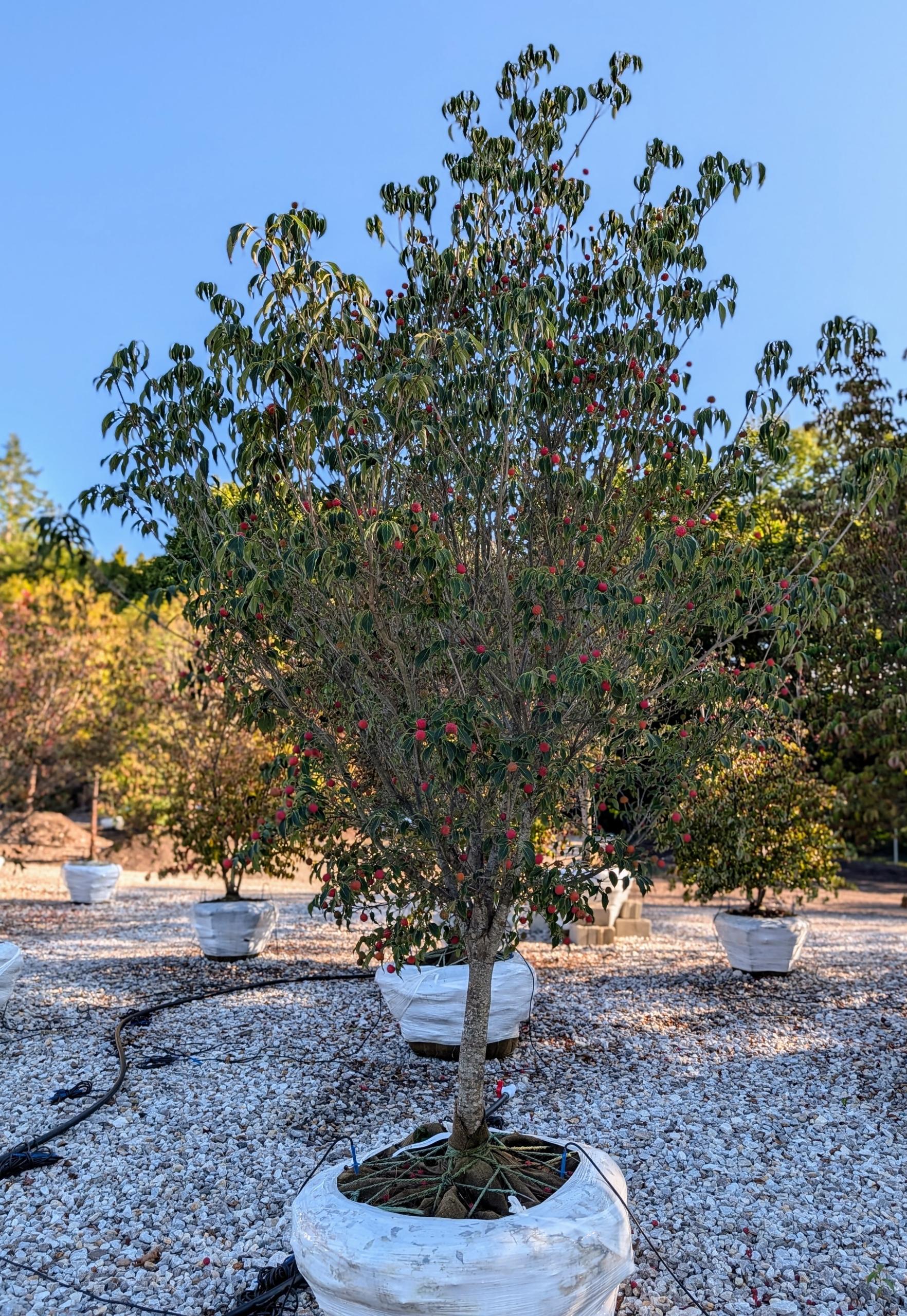 Cornus Kousa 'greensleeves' Single Stem - View 24 from www redcrocus com