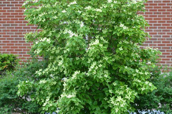 Cornus Kousa 'greensleeves' Single Stem - View 26 from www redcrocus com