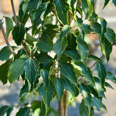 Cornus Kousa 'greensleeves' Single Stem - View 27 from www redcrocus com