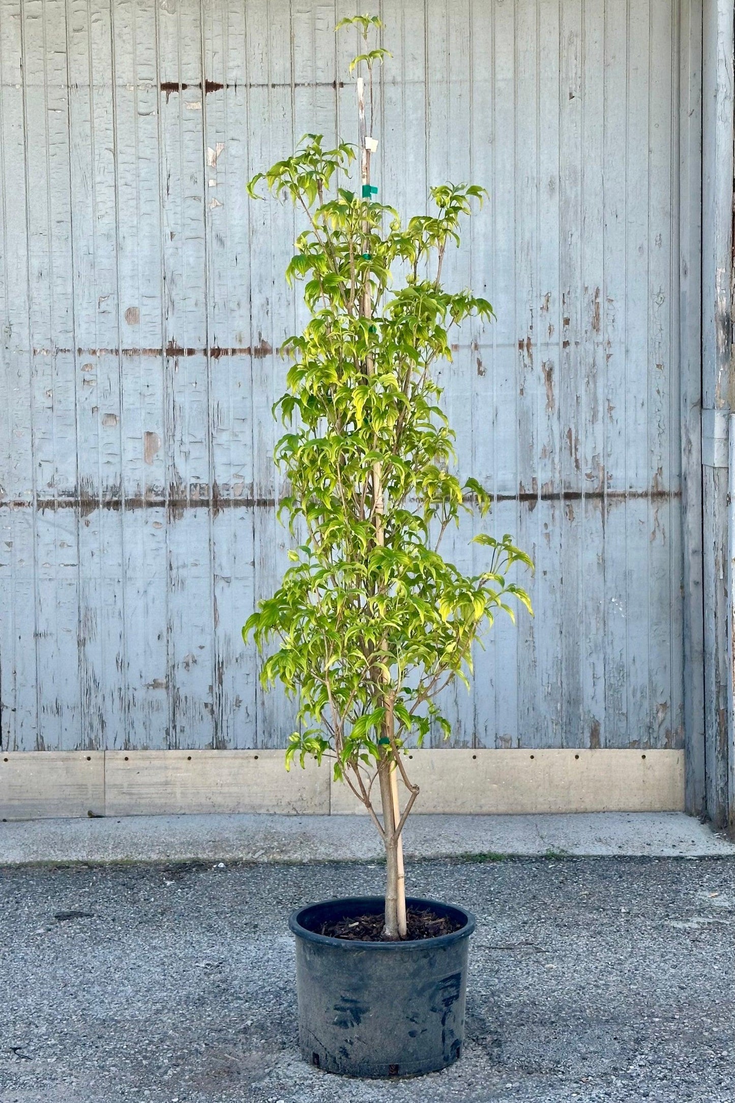 Cornus Kousa 'greensleeves' Single Stem - View 2 from www redcrocus com