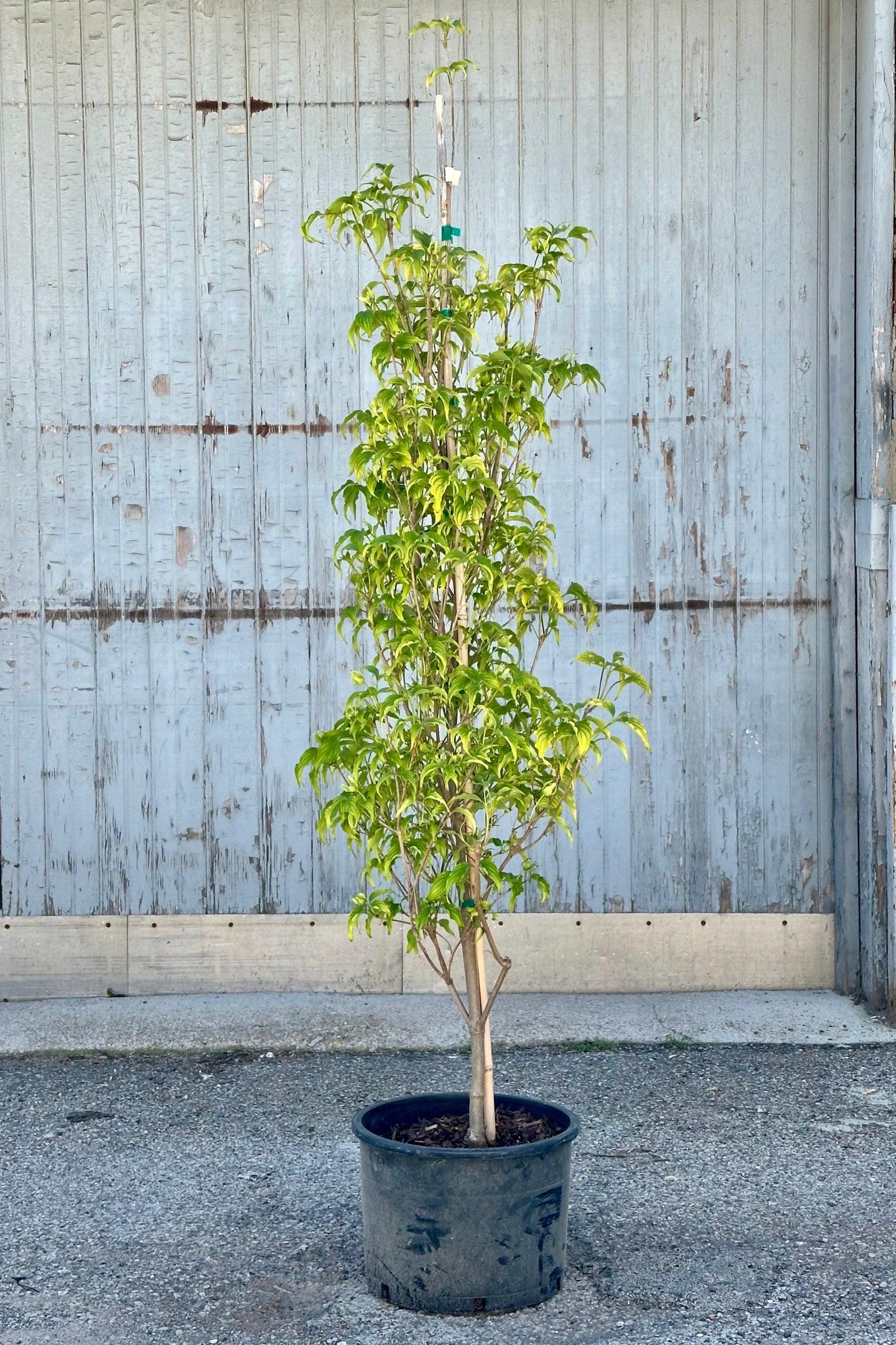 Cornus Kousa 'greensleeves' Single Stem - View 2 from www redcrocus com