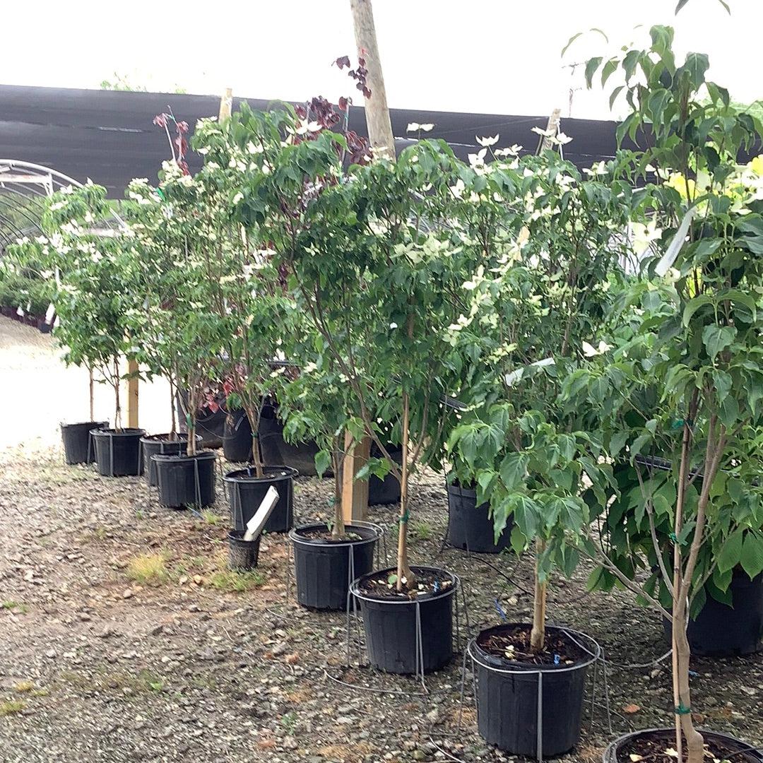 Cornus Kousa 'greensleeves' Single Stem - View 5 from www redcrocus com