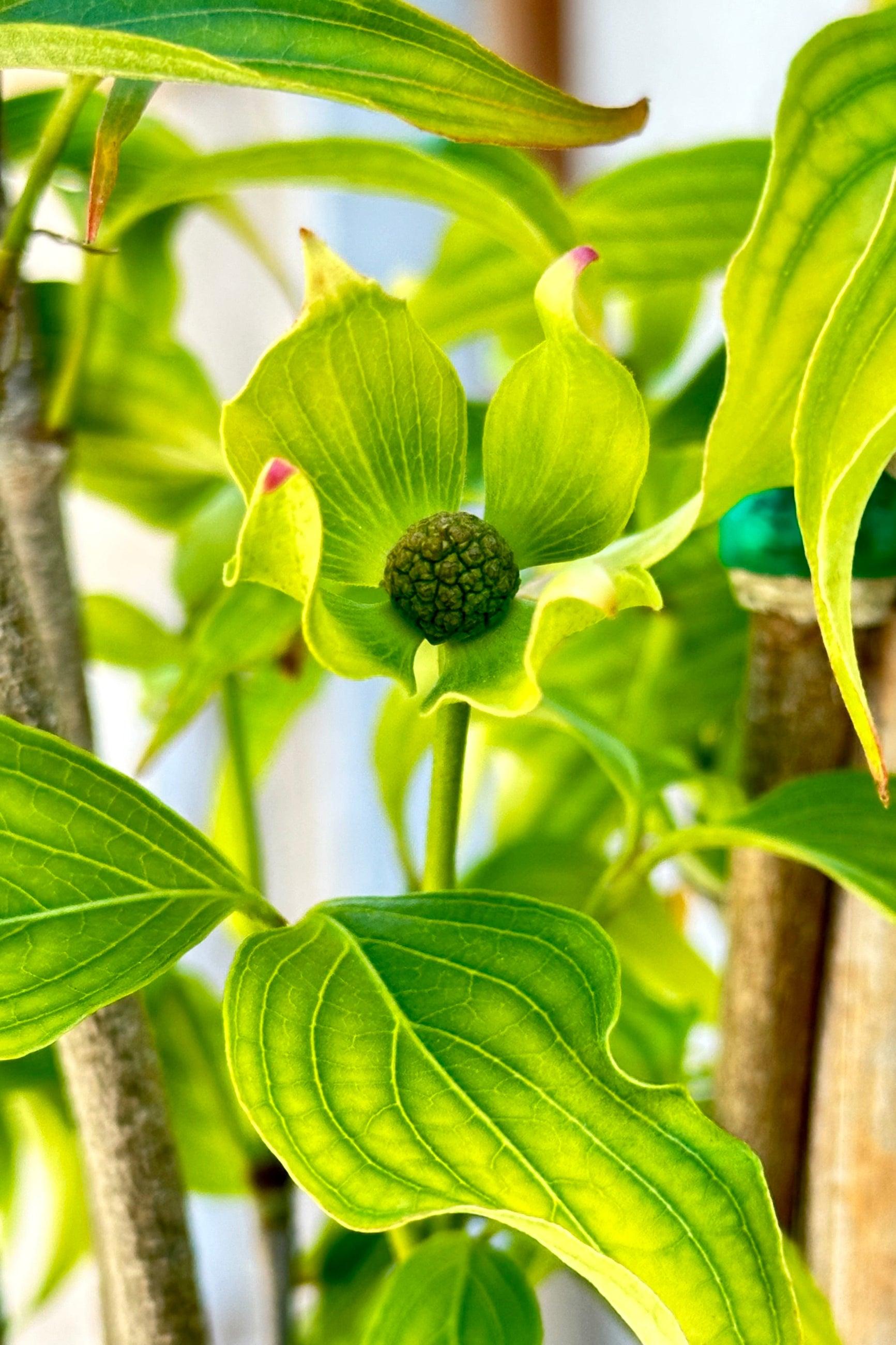 Cornus Kousa 'greensleeves' Single Stem - View 7 from www redcrocus com