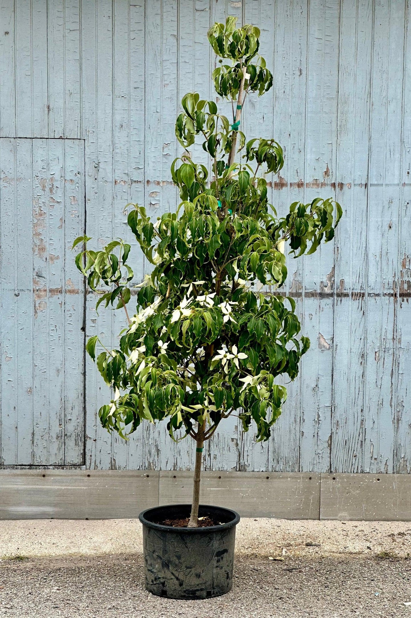 Cornus Kousa 'greensleeves' Single Stem - View 8 from www redcrocus com