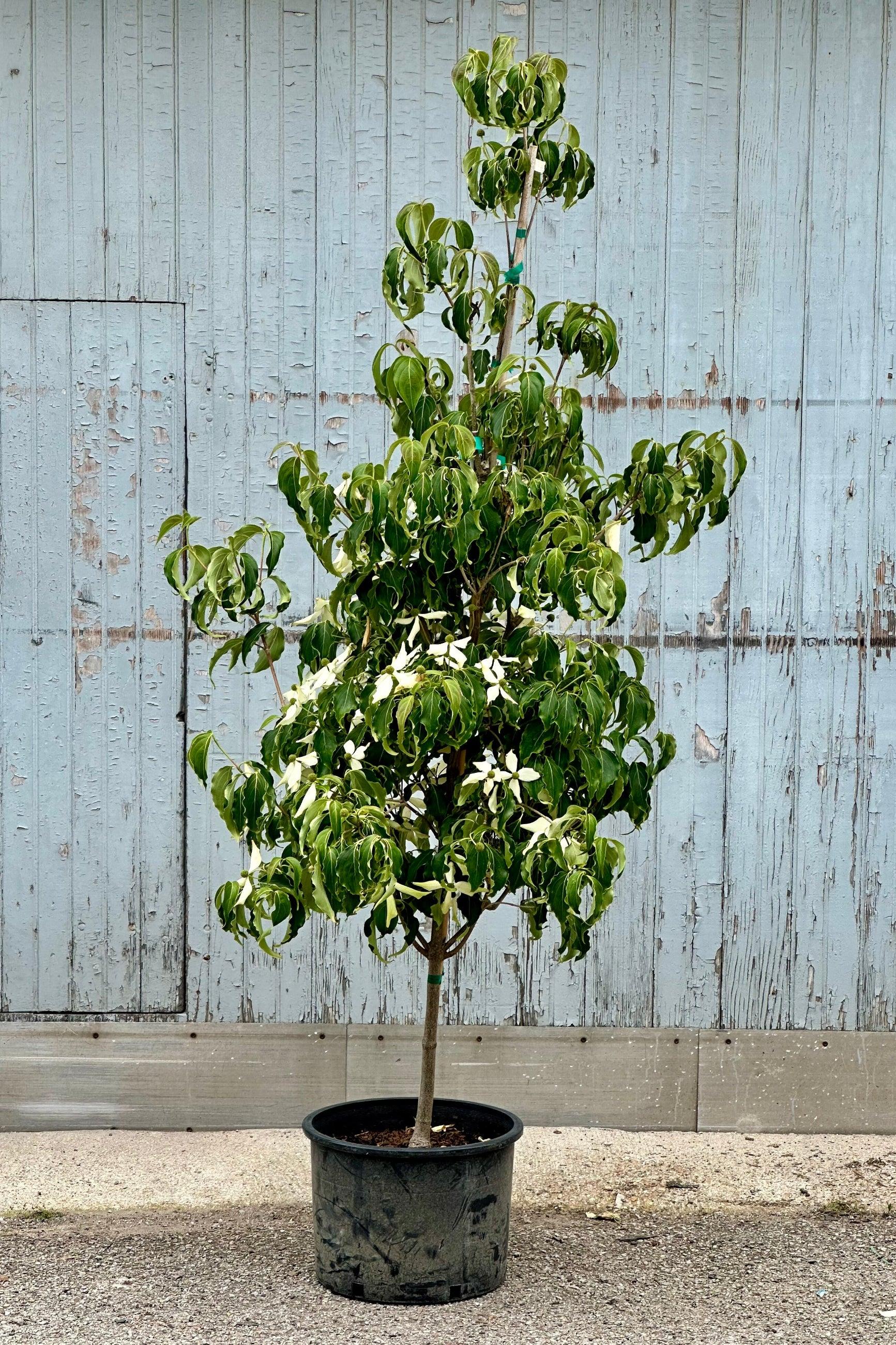 Cornus Kousa 'greensleeves' Single Stem - View 8 from www redcrocus com