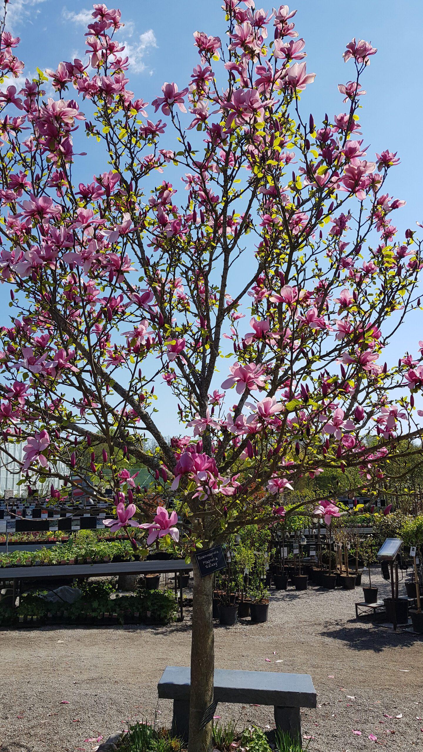 Magnolia 'galaxy' Single Stem - View 13 from www redcrocus com