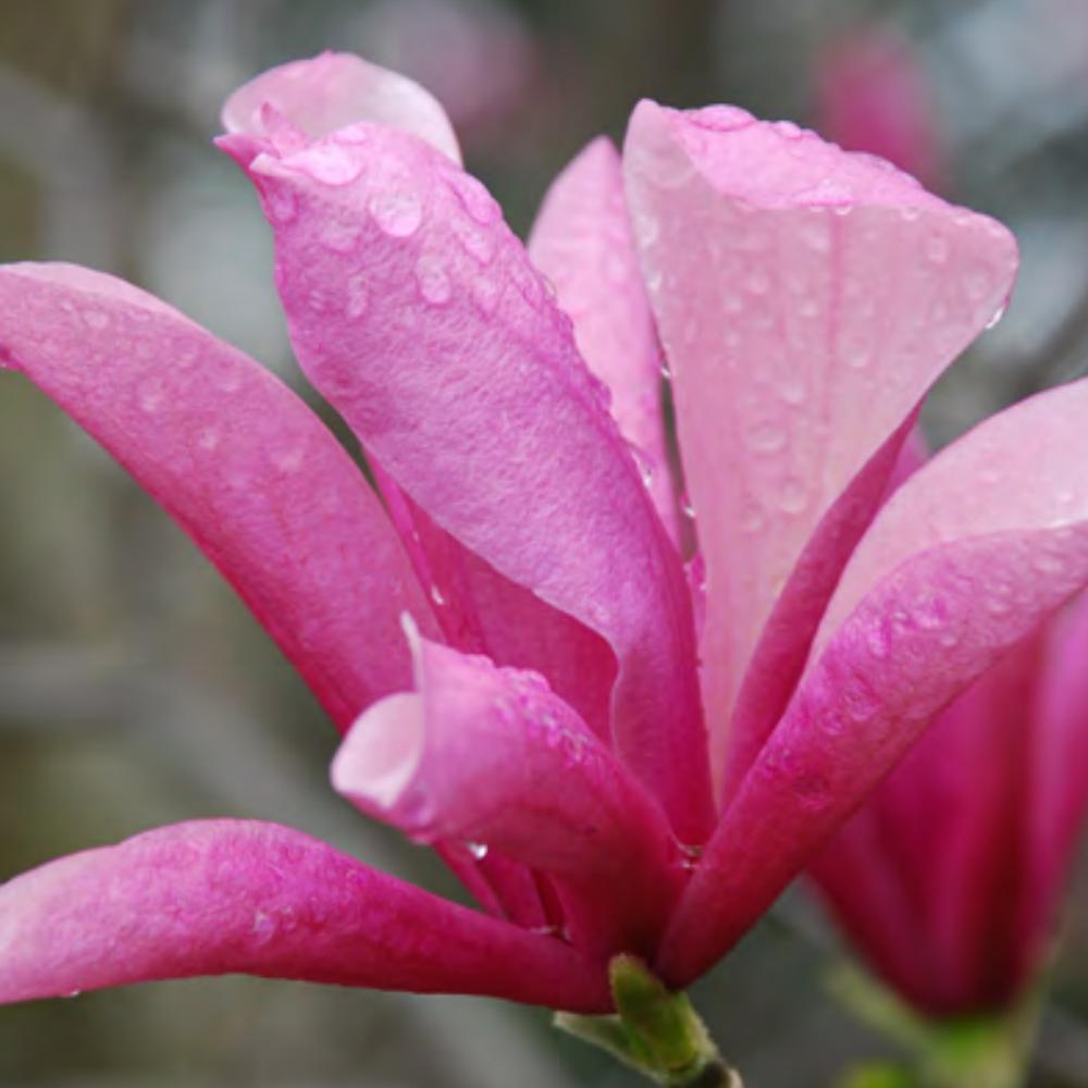 Magnolia 'galaxy' Single Stem - View 14 from www redcrocus com