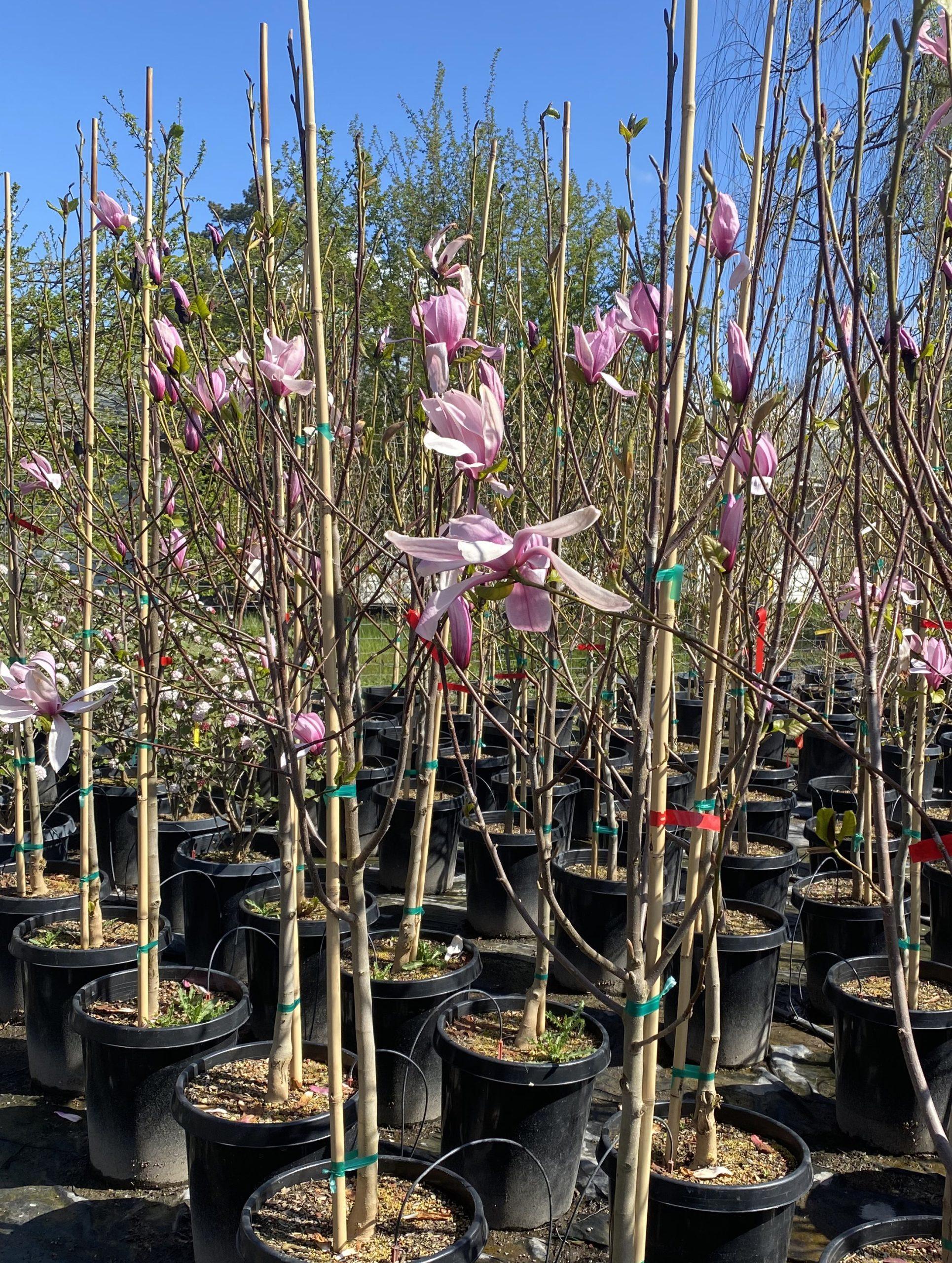 Magnolia 'galaxy' Single Stem - View 15 from www redcrocus com