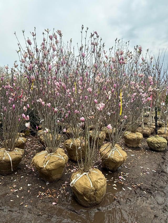 Magnolia 'galaxy' Single Stem - View 17 from www redcrocus com