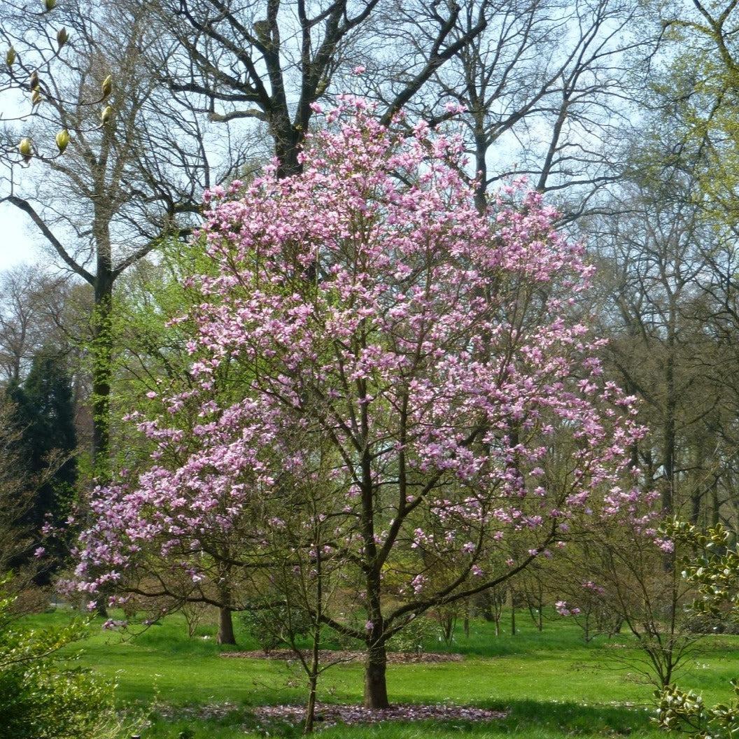 Magnolia 'galaxy' Single Stem - View 1 from www redcrocus com