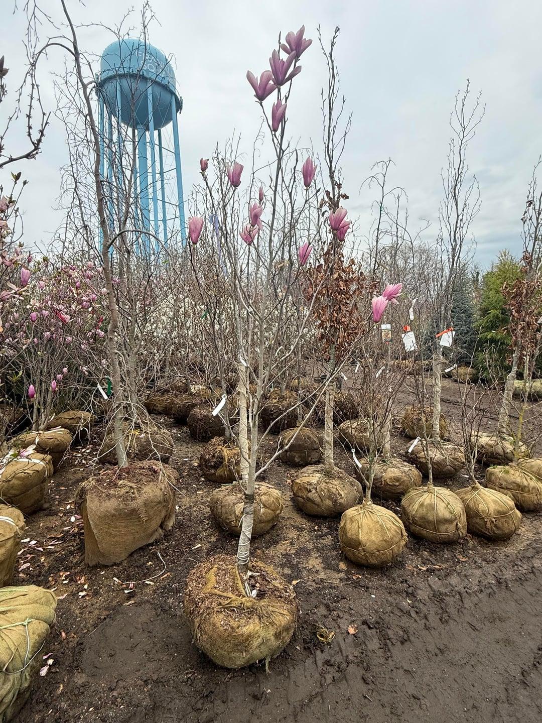 Magnolia 'galaxy' Single Stem - View 22 from www redcrocus com