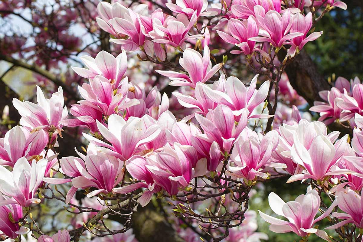 Magnolia 'galaxy' Single Stem - View 25 from www redcrocus com