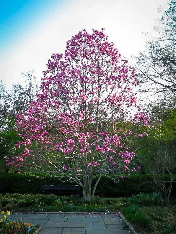 Magnolia 'galaxy' Single Stem - View 28 from www redcrocus com