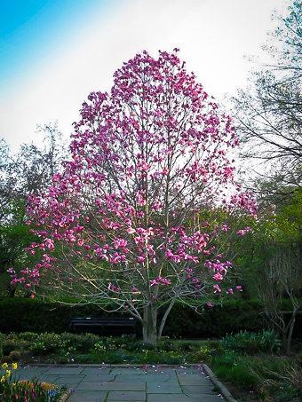 Magnolia 'galaxy' Single Stem - View 2 from www redcrocus com
