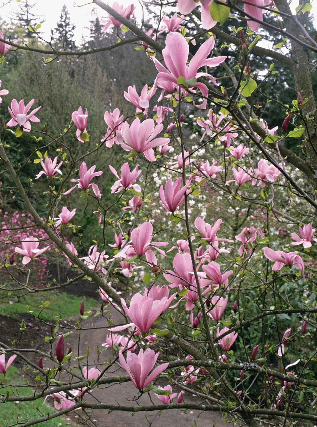 Magnolia 'galaxy' Single Stem - View 30 from www redcrocus com
