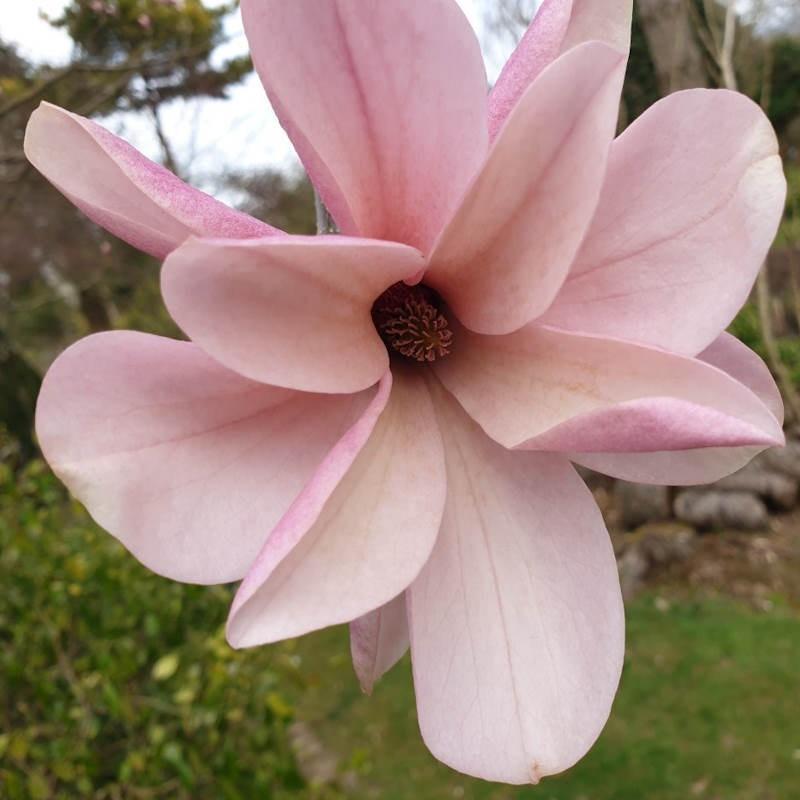 Magnolia 'galaxy' Single Stem - View 32 from www redcrocus com