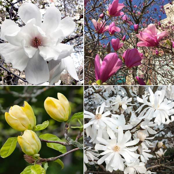 Magnolia 'galaxy' Single Stem - View 35 from www redcrocus com