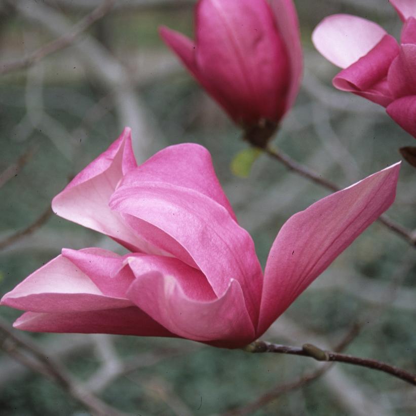 Magnolia 'galaxy' Single Stem - View 37 from www redcrocus com