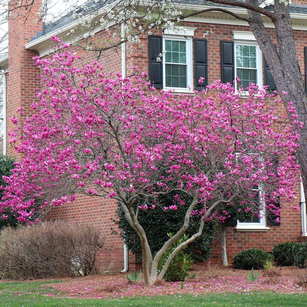 Magnolia 'galaxy' Single Stem - View 38 from www redcrocus com