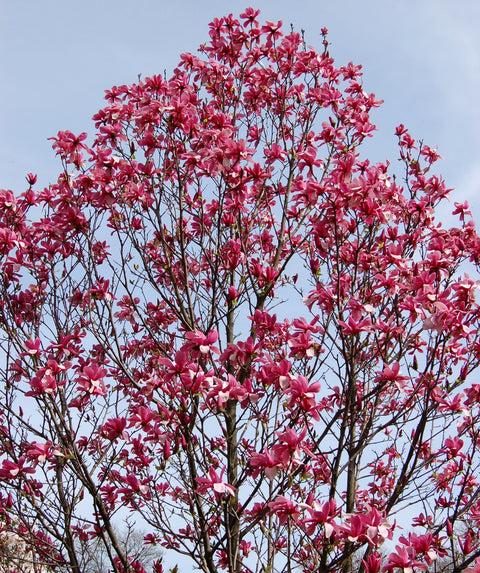 Magnolia 'galaxy' Single Stem - View 40 from www redcrocus com
