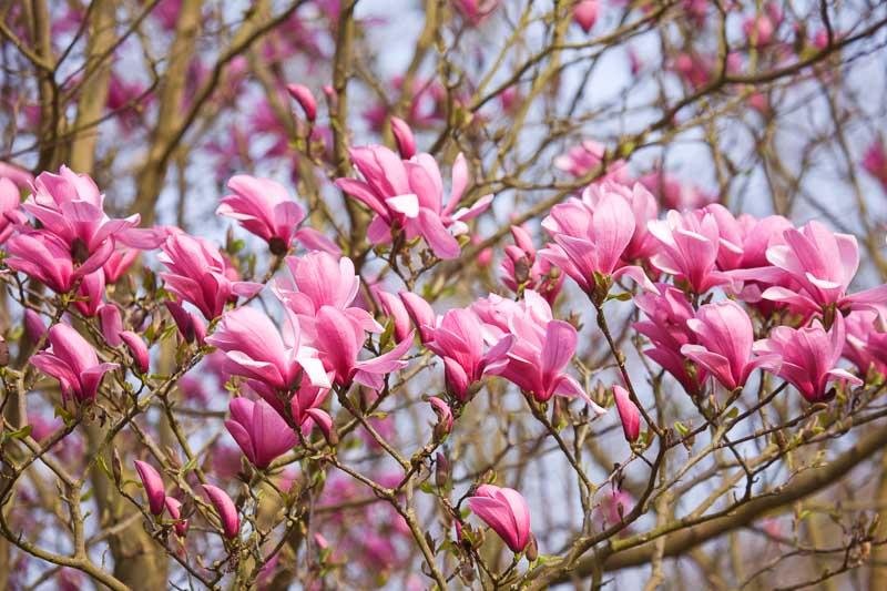 Magnolia 'galaxy' Single Stem - View 5 from www redcrocus com