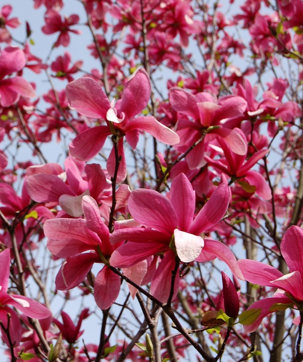 Magnolia 'galaxy' Single Stem - View 7 from www redcrocus com