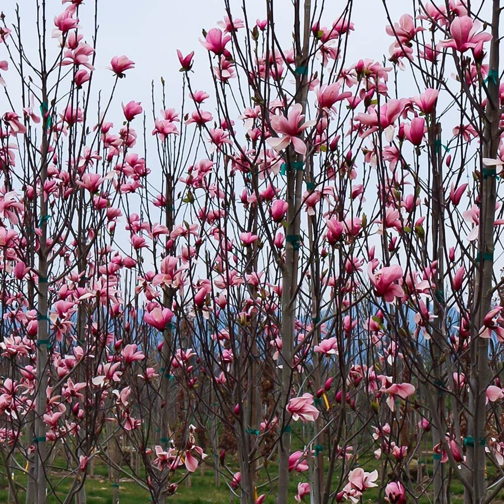 Magnolia 'galaxy' Single Stem - View 8 from www redcrocus com