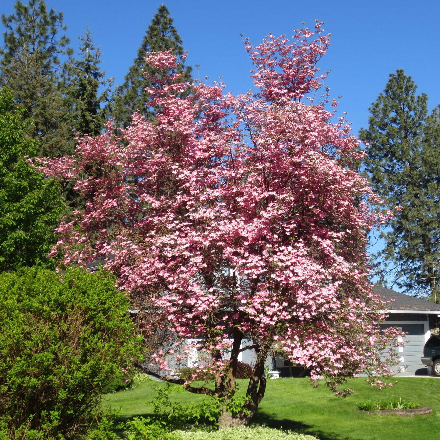 Cornus Florida 'rubra' Single Stem - View 10 from www redcrocus com