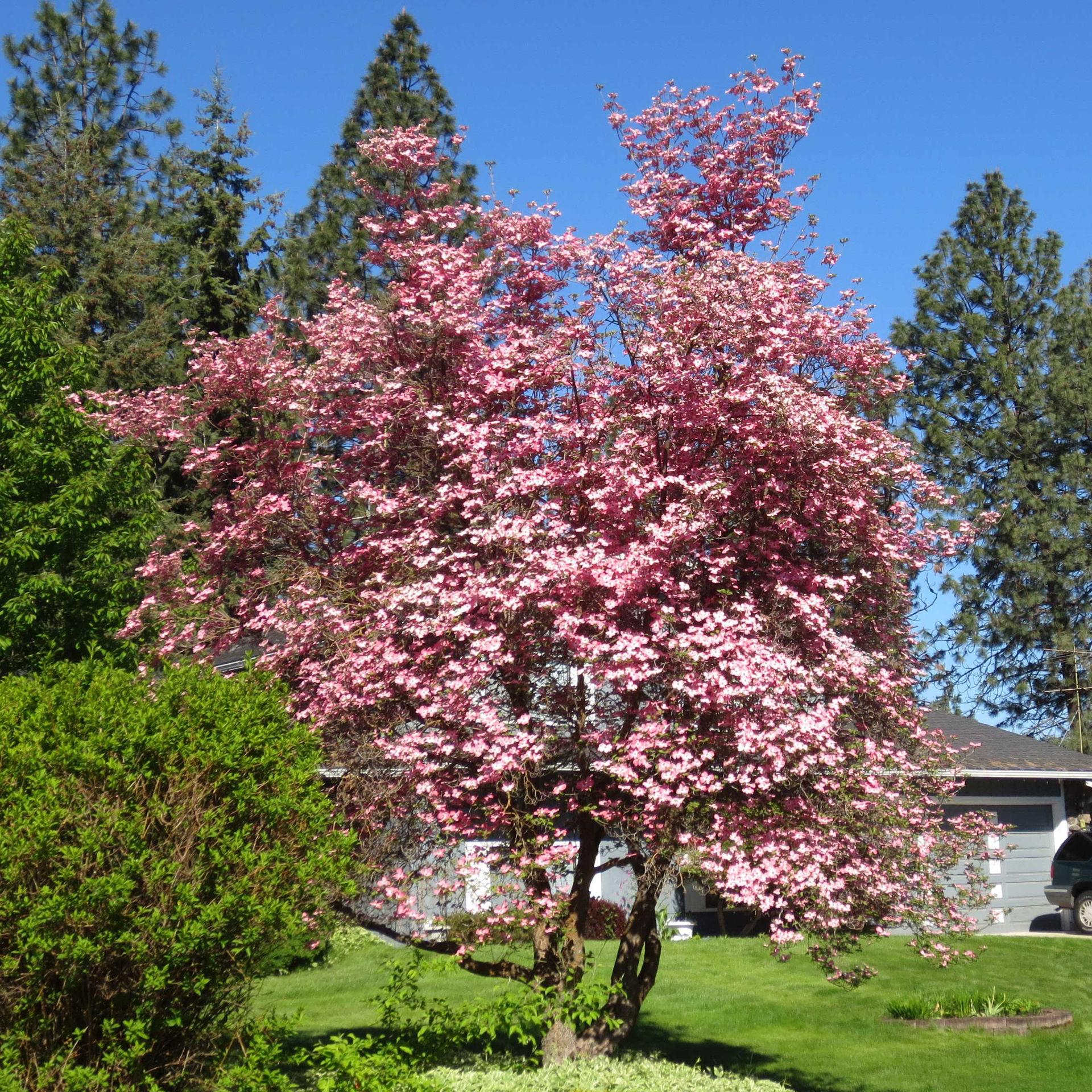 Cornus Florida 'rubra' Single Stem - View 10 from www redcrocus com
