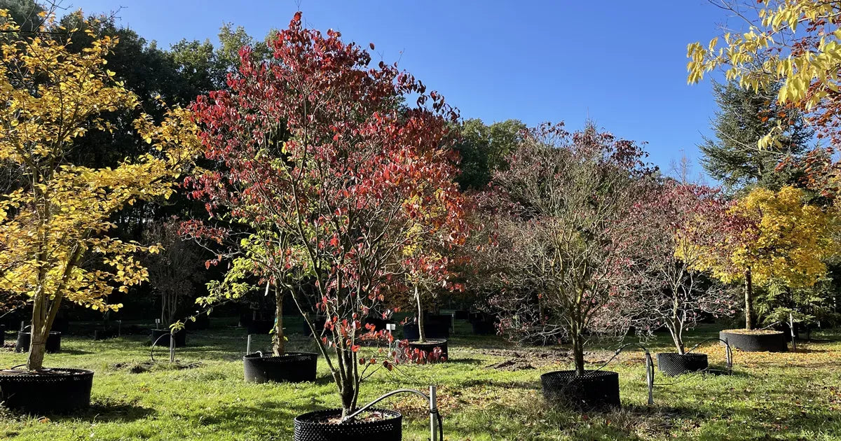Cornus Florida 'rubra' Single Stem - View 11 from www redcrocus com