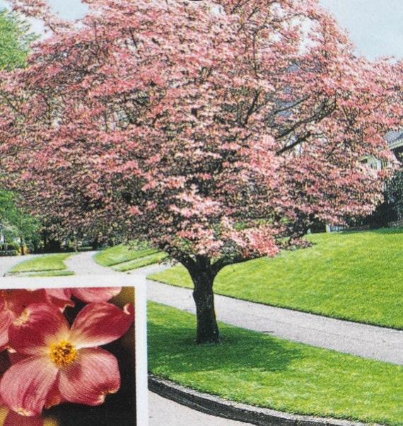 Cornus Florida 'rubra' Single Stem - View 13 from www redcrocus com