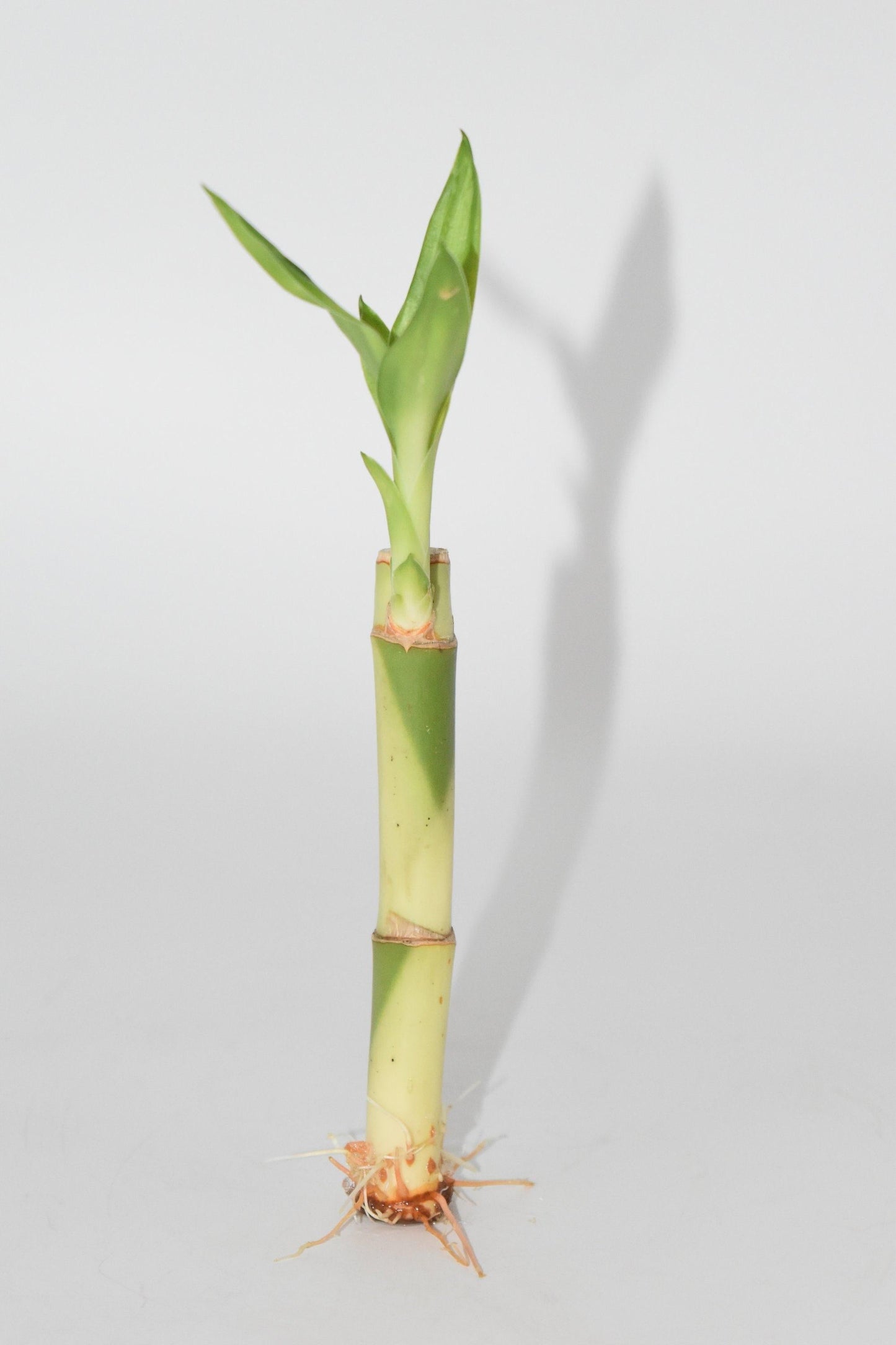 Cornus Florida 'rubra' Single Stem - View 14 from www redcrocus com