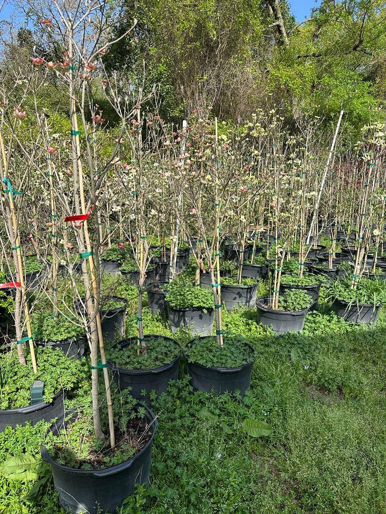 Cornus Florida 'rubra' Single Stem - View 16 from www redcrocus com
