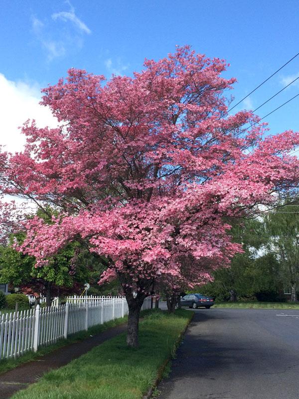 Cornus Florida 'rubra' Single Stem - View 1 from www redcrocus com